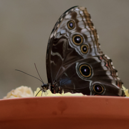 Vivarium_2011-12-26__17