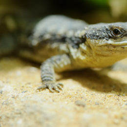 Vivarium_2011-12-26__39