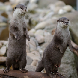 Vivarium_2011-12-26__11