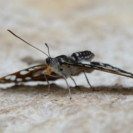 Vivarium_2011-12-26__25