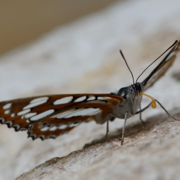 Vivarium_2011-12-26__27