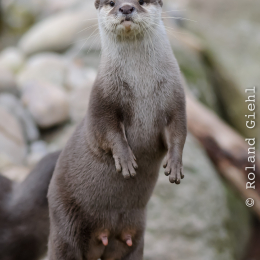 Vivarium_2011-12-26__12