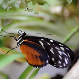 Vivarium_2011-12-26__29