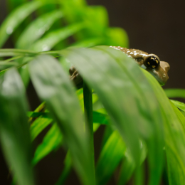 Vivarium_2011-12-26__40