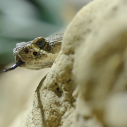 Vivarium_2011-12-26__44