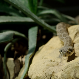 Vivarium_2011-12-26__42