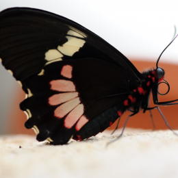 Vivarium_2011-12-26__24