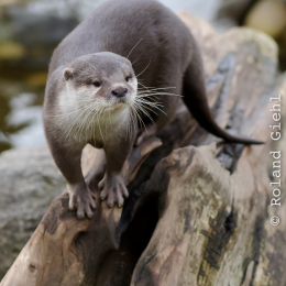 Vivarium_2011-12-26__09