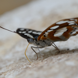 Vivarium_2011-12-26__26