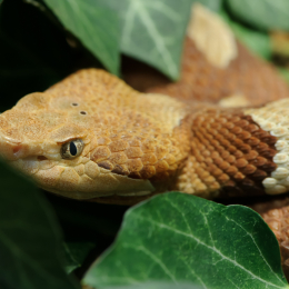 Vivarium_2011-12-26__34