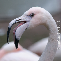 Vivarium Darmstadt Februar 2013