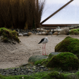 Vivarium_20130217-008