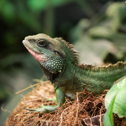 Vivarium_20130217-011
