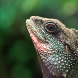 Vivarium_20130217-010