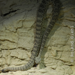 Vivarium_20130217-014