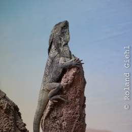 Vivarium_20130217-016