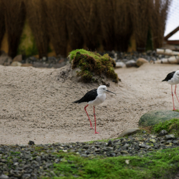 Vivarium_20130217-009