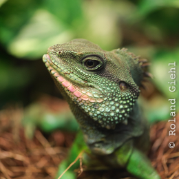 Vivarium_20130217-012