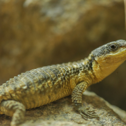 Vivarium_20120101-017