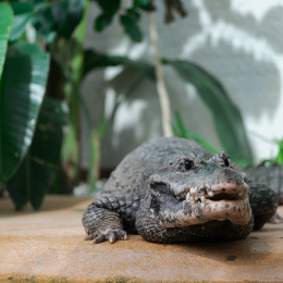 Vivarium_20120101-003