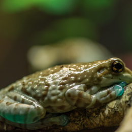 Vivarium_20120101-013