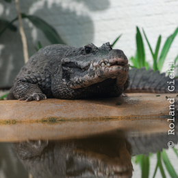 Vivarium_20120101-005