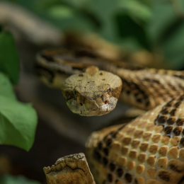 Vivarium_20120101-020