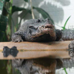 Vivarium_20120101-004