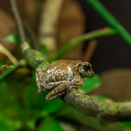 Vivarium_20120101-015