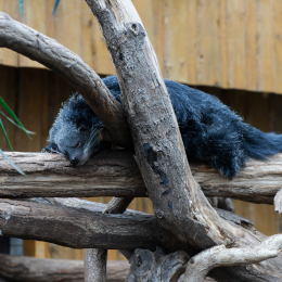 Vivarium_20120101-002