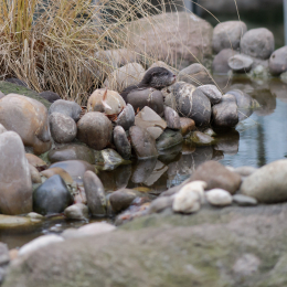 Vivarium_20120101-011