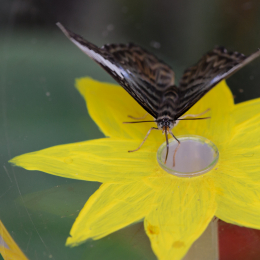 Vivarium_20120101-008