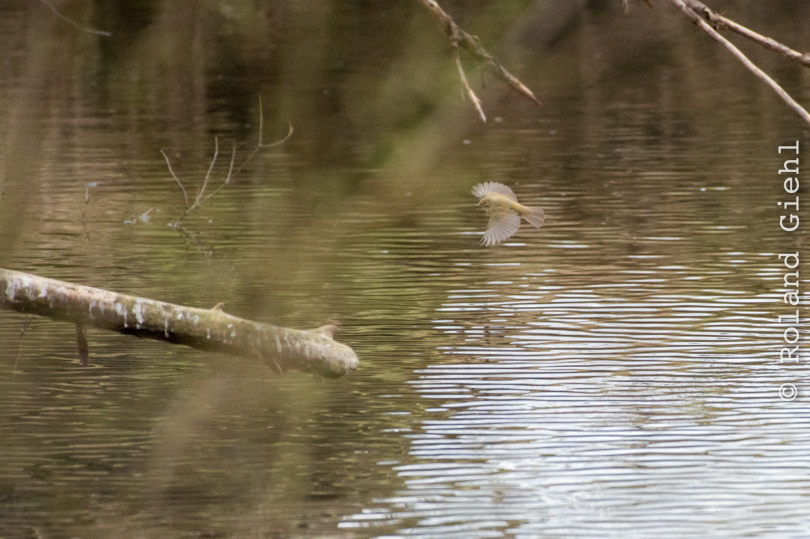 Wetterauer-Seenplatte-Utphe_20210328_0008