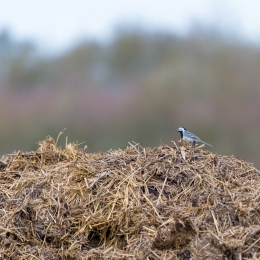 Wetterauer Seenplatte März 2021