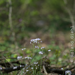 Wildpark_Tiergarten_Weilburg_20170420_231