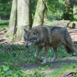 Wildpark_Tiergarten_Weilburg_20170420_166