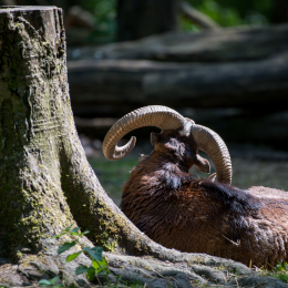 Tierpark_Weilburg_20200531_0006