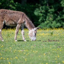 Tierpark_Weilburg_20200531_0008