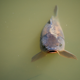 Tierpark_Weilburg_20200531_0001