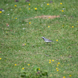 Wildpark Weilburg Mai 2020