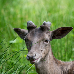 Tierpark_Weilburg_20200531_0002