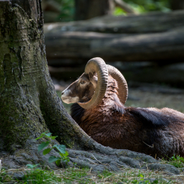 Tierpark_Weilburg_20200531_0007
