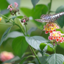 Wilhelma_Stuttgart_2011-05-21_33