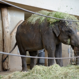Wilhelma_Stuttgart_2011-05-21_42