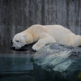 Wilhelma_Stuttgart_2011-05-21_40