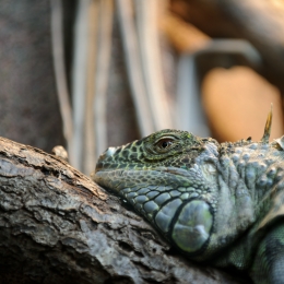 Wilhelma_Stuttgart_2011-05-21_36