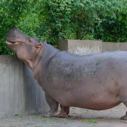 Wilhelma_Stuttgart_2011-05-21_46