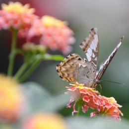 Wilhelma_Stuttgart_2011-05-21_29