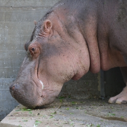 Wilhelma_Stuttgart_2011-05-21_47