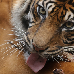 Wilhelma Stuttgart Mai 2011